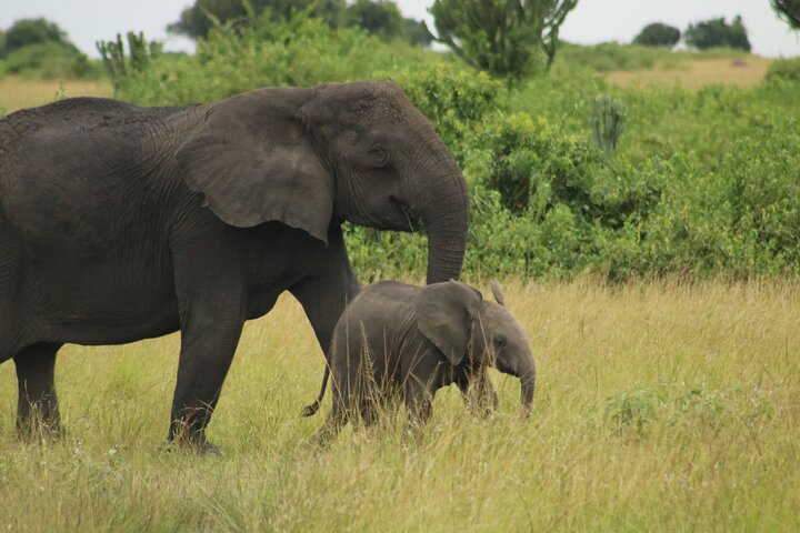 Elephant and calf in the wild